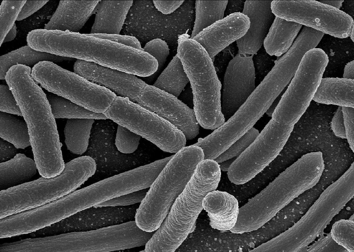 Microbiota intestinal: o segundo cérebro do corpo humano