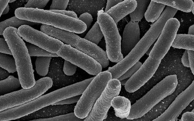 Microbiota intestinal: o segundo cérebro do corpo humano